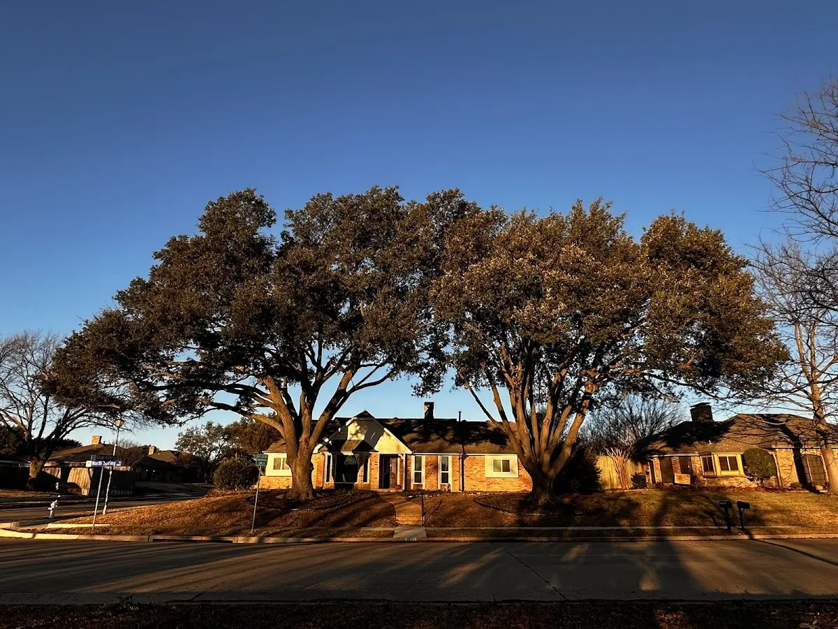 Established residential canopy tree shading a home in Claremont